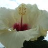 Hibiscus Boreas White