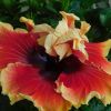 Hibiscus  Tahitian Spotted Sun