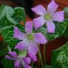 Oxalis -planta cu flori delicate