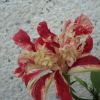 Hibiscusi diversi