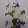 Clerodendron Ugandese
