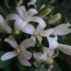 Murraya Exotica
