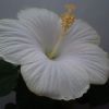 Hibiscus Sunny  Cities   San Remo