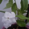 Brunfelsia  Pauciflora