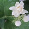 Jasminum sambac Arabian Nights