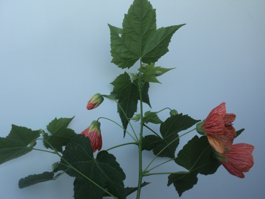 abutilon