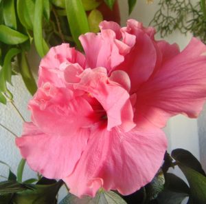 hibiscus